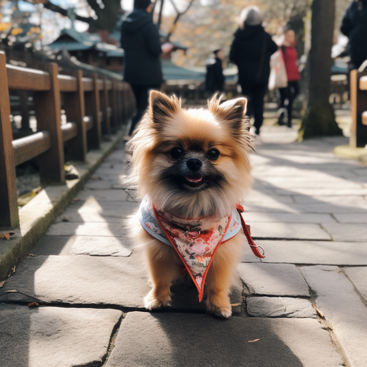 小型犬、京都
